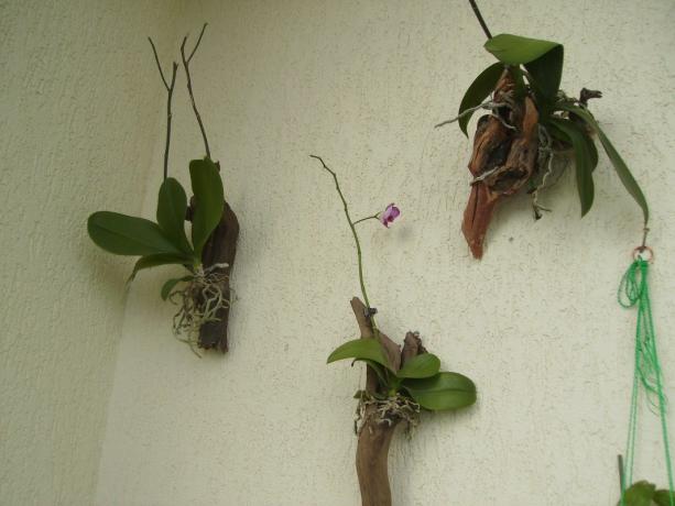 Anggrek di blok - metode tumbuh Phalaenopsis, sedekat mungkin dengan kondisi alam. Ya, itu terlihat aneh, tapi itulah cara bunga dalam ruangan tumbuh di daerah tropis!