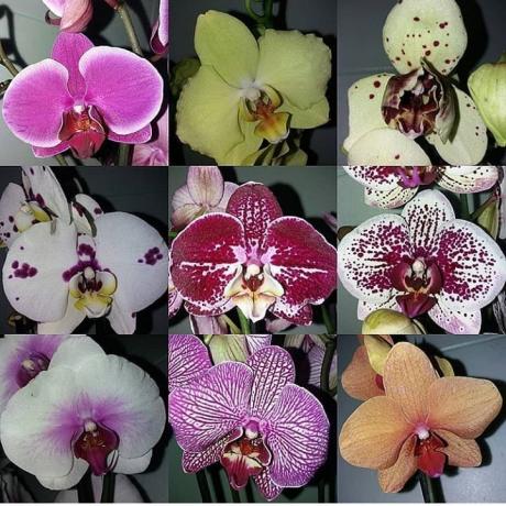Berbagai Phalaenopsis