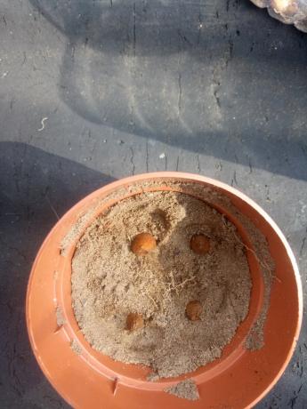 Pot kecil dapat ditanam "anak-anak" tulip cerai.