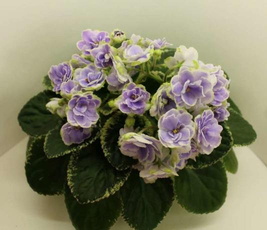 Ada puluhan ribu varietas bunga violet. favorit pribadi saya - beraneka ragam kultivar Buckeye Sedustress pilihan P. Hancock