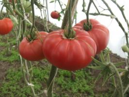 Terkenal Minusinsk tomat. Varietas yang waktu diuji