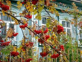 Oh, Ibu Rusia: 6 tanaman untuk taman dengan warna nasional