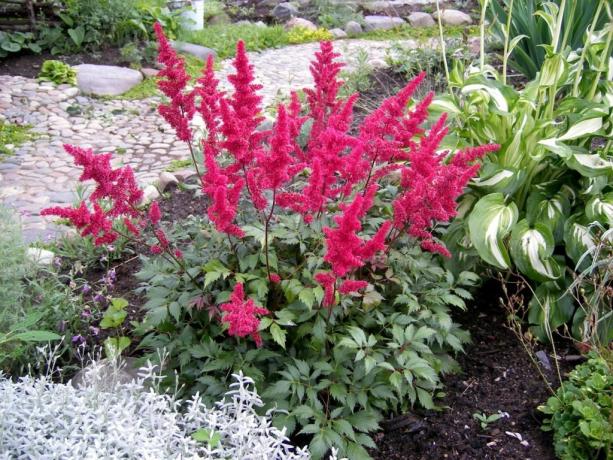 Mewah mekar Astilbe (Foto dari internet)