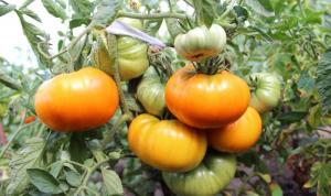 5 varietas tomat untuk "malas" (Bagian 2)