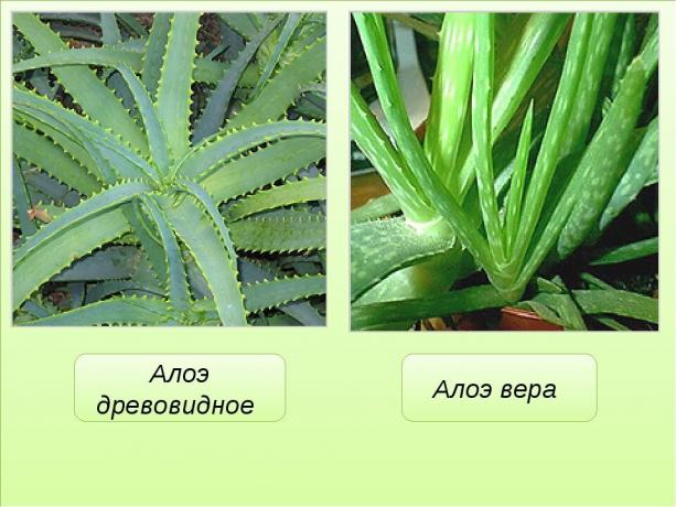 Perbedaan yang jelas lidah buaya (agave) dan lidah buaya. Lihat: https://mtdata.ru/u17/photo291F/20383075778-0/original.jpg