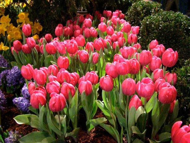 Tulip peduli dan perawatan membutuhkan tidak kurang dari tanaman lain di kebun
