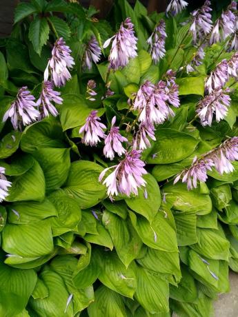 Flowers 'sederhana' host, tumbuh di tempat teduh