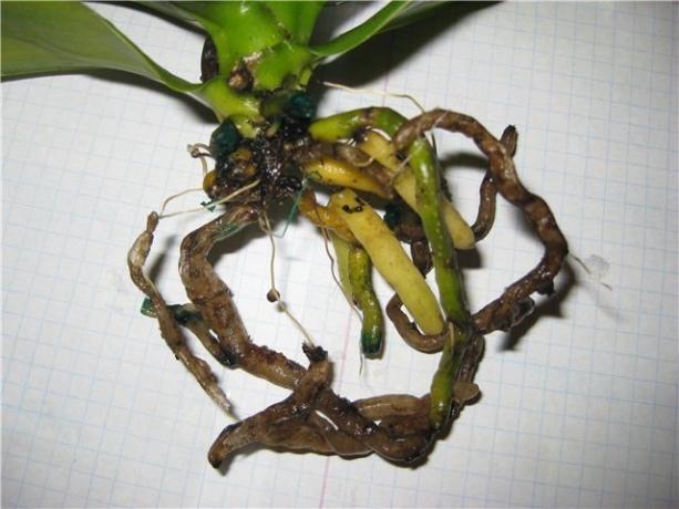 akar busuk Phalaenopsis