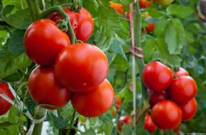 Empat kesalahan ketika tomat yang sudah dewasa, yang menghasilkan hasil yang kecil