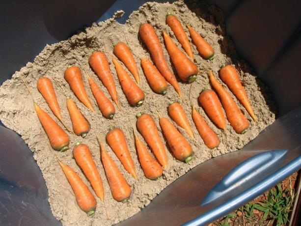 contoh foto dari penyimpanan wortel (ilustrasi dalam artikel diambil dari akses gratis ke Yandeks.Kartinki)
