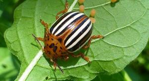 Menyingkirkan Colorado kumbang selamanya! tanpa bahan kimia