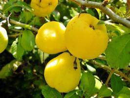 Manfaat dan bahaya quince, sifat obat