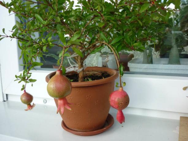 Pomegranate di ambang jendela. Foto untuk artikel yang diambil dari internet