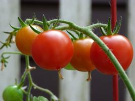 Mengapa petani berpengalaman makan tomat yodium?
