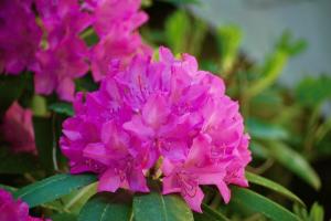 Waktu heather, atau ketika pesawat ke rhododendron tanaman - semi atau musim gugur