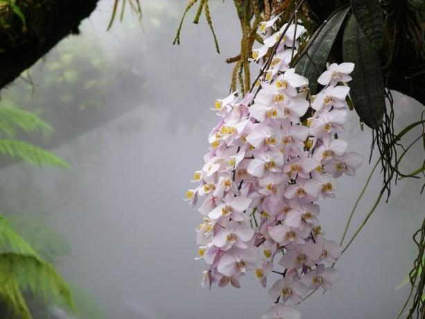 Phalaenopsis anggrek di alam liar. Foto untuk artikel ini, saya mengambil ke Internet