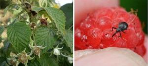 Pengolahan dari semak-semak raspberry pada musim semi mustard biasa: perlindungan yang efektif terhadap hama