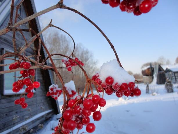 Musim dingin Viburnum (yandex.ru)