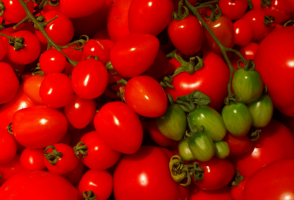 5 varietas yang toleran terhadap naungan tomat