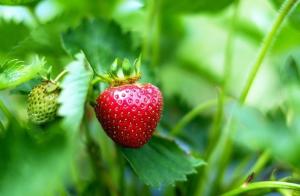 Penanaman remontant strawberry kultivar "Oktober Miracle"