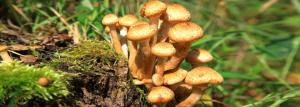 Cara jamur tanaman di situs Anda