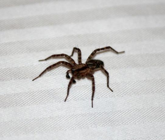 Tanda-tanda laba-laba di apartemen | ZikZak
