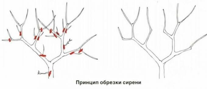 Prinsip pemangkasan lilac. Untuk ilustrasi berkat stroy-podskazka.ru