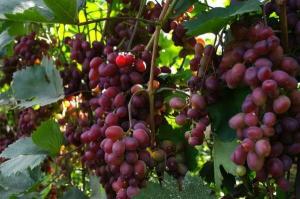 Cara mempercepat pematangan buah anggur.