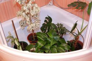 Cara mencuci tanaman indoor Anda daun debu, untuk berkilauan?