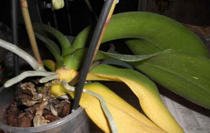 Jika Anda kehilangan semua daunnya, Anda tidak akan bertahan sendiri Phalaenopsis!