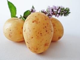 7 super awal dan lezat varietas kentang