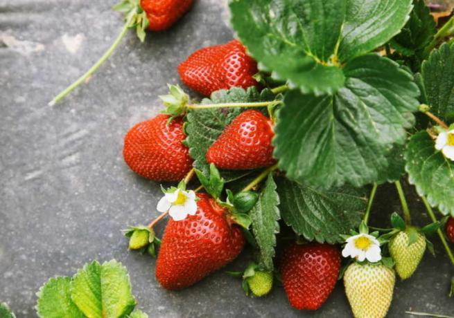 Strawberry pada kain nonwoven (chto-posadit.ru)