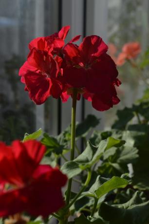 geranium merah selalu memiliki pondok saya! foto pribadi.