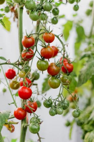 panen saya 2018. Rasa tomat tumbuh dengan tangan mereka sendiri, jauh lebih terang dari toko