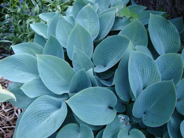 host berbagai dengan daun biru-biru-abu-abu Halcyon (foto: https://garden.org/)