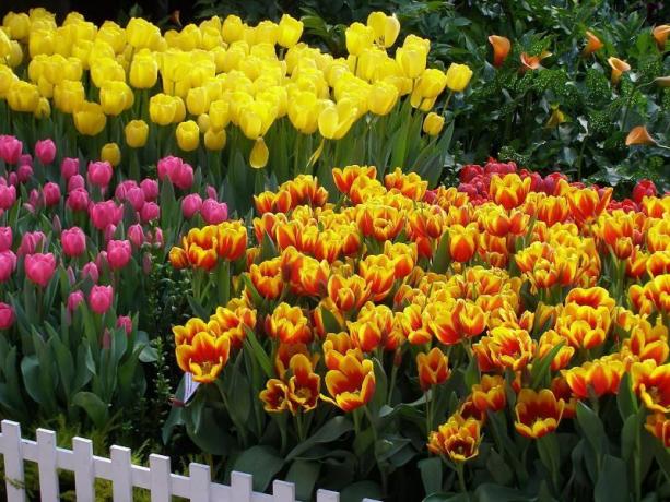 Tulip - mungkin yang paling terkenal bunga bola