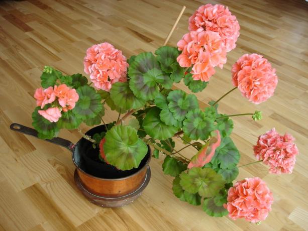 geranium ini telah lama pemangkasan! (Koffkindom.ru)