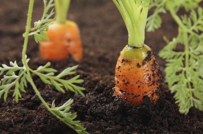 Salah penyiraman wortel mengarah ke kelengkungan nya | Berkebun & Hortikultura