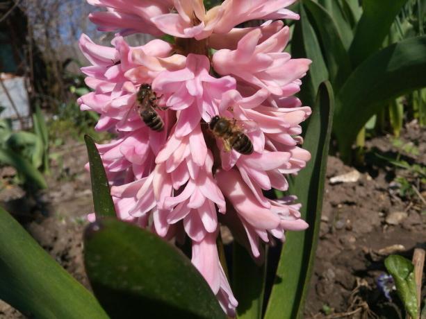 Hyacinth di kebun saya
