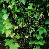 Pemangkasan blackcurrant "Dalam Michurin": 35% lebih panen