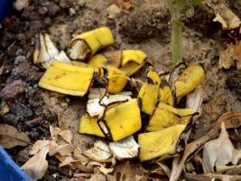 Kulit pisang sebagai pupuk untuk tanaman hias. cara yang luar biasa