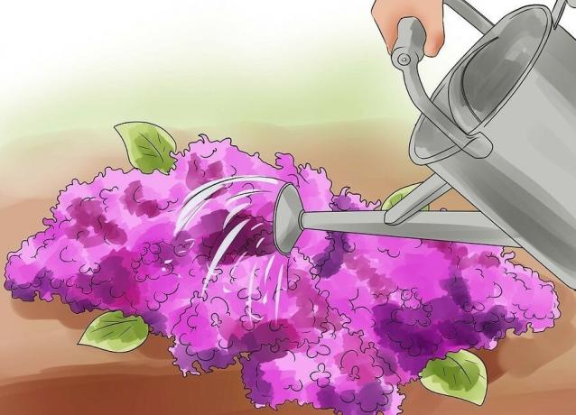 Penyiraman lilac tidak selalu diperlukan. Kami akan memahami seluk-beluk? ilustrasi lebih lanjut untuk sebuah artikel yang diambil dari internet