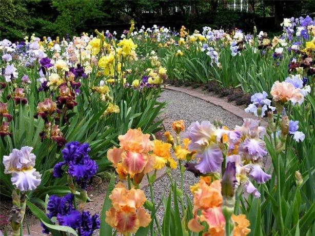 iris penggemar membuat seluruh kebun tanaman ini. Mereka disebut iridariyami. Keraguan bahwa untuk kecantikan seperti tidak ada yang peduli. 