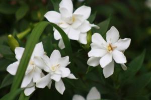 Perawatan zhasminovidnoy gardenia di rumah