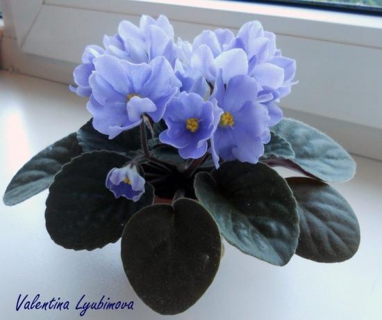 Biru violet (foto Valentina Lubimova dari forum)