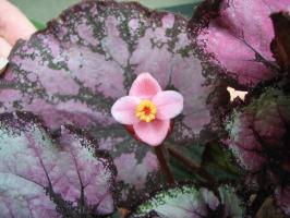 Begonia Rex tumbuh kehalusan dan fitur perawatan