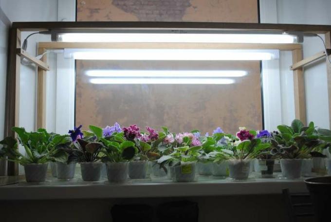 Sebuah pencahayaan sukses violet di jendela. Lihat: http://forumimage.ru/