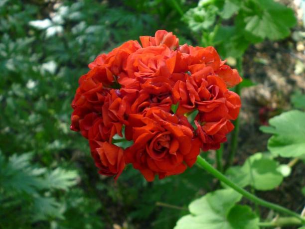 warna favorit saya dari geranium - tentu saja, merah. Dan Anda?