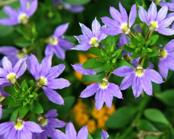 Bunga Form Scaevola menyenangkan juga dikenali. Kita lihat lebih dekat: kelopak disusun seperti kipas dengan hanya satu tangan! Foto: violet-bryansk.ru