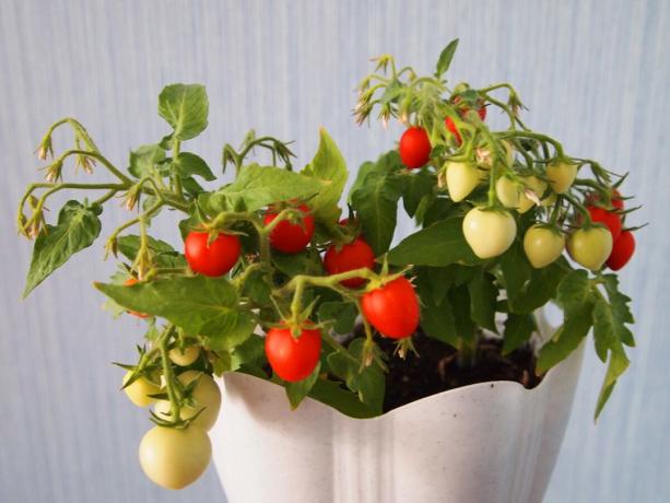 Muda tomat semak cherry "Balkon keajaiban", yang dibesarkan di jendela saya.